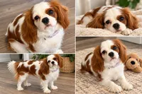 Canela, a female Cavalier King Charles Spaniel for sale in Chatsworth, GA – 8 of 10