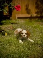 Canela, a female Cavalier King Charles Spaniel for sale in Chatsworth, GA – 6 of 10