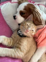 Canela, a female Cavalier King Charles Spaniel for sale in Chatsworth, GA – 4 of 10
