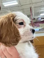 Canela, a female Cavalier King Charles Spaniel for sale in Chatsworth, GA – 3 of 10