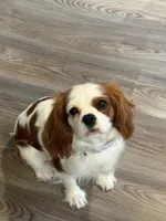 Canela, a female Cavalier King Charles Spaniel for sale in Chatsworth, GA – 5 of 10