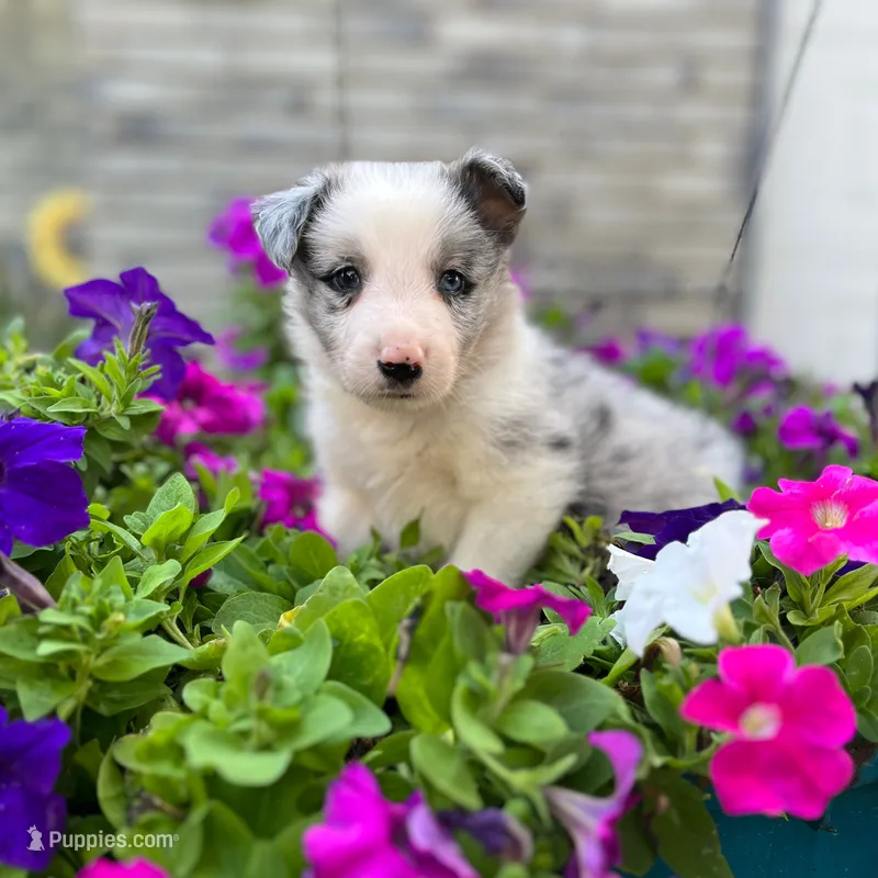 Deacon – Border Collie puppy for sale in Bristow, OK