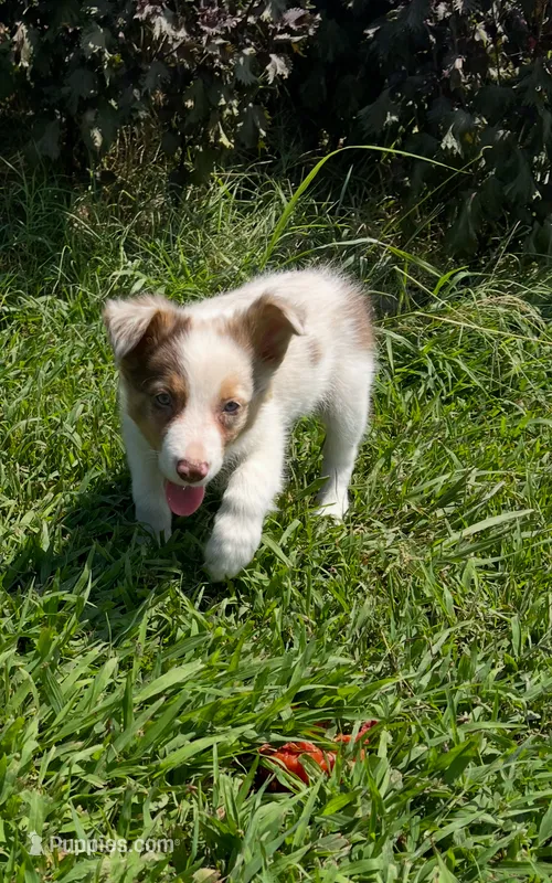 Luke – Border Collie puppy for sale in Bristow, OK