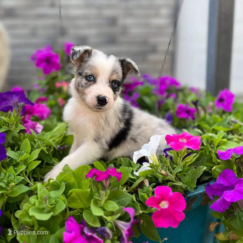 Gunner – Border Collie puppy for sale in Bristow, OK