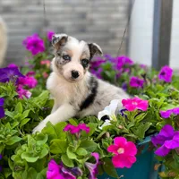 Gunner, a male Border Collie for sale in Bristow, OK – 1 of 1