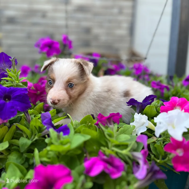 Luke – Border Collie puppy for sale in Bristow, OK