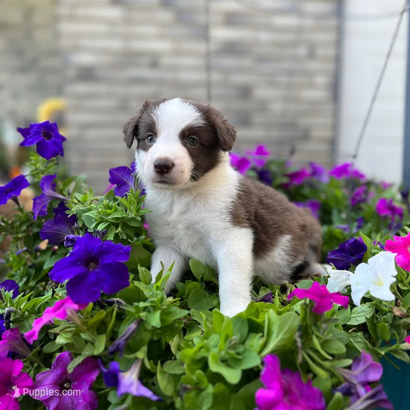Scarlett – Border Collie puppy on hold in Bristow, OK