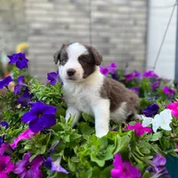 Scarlett, a female Border Collie for sale in Bristow, OK – 1 of 1