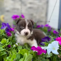 Maddie, a female Border Collie for sale in Bristow, OK – 1 of 1