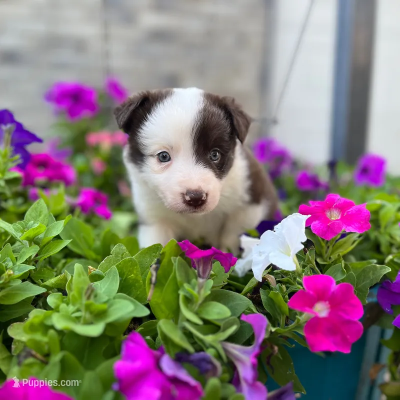 Rayna – Border Collie puppy for sale in Bristow, OK
