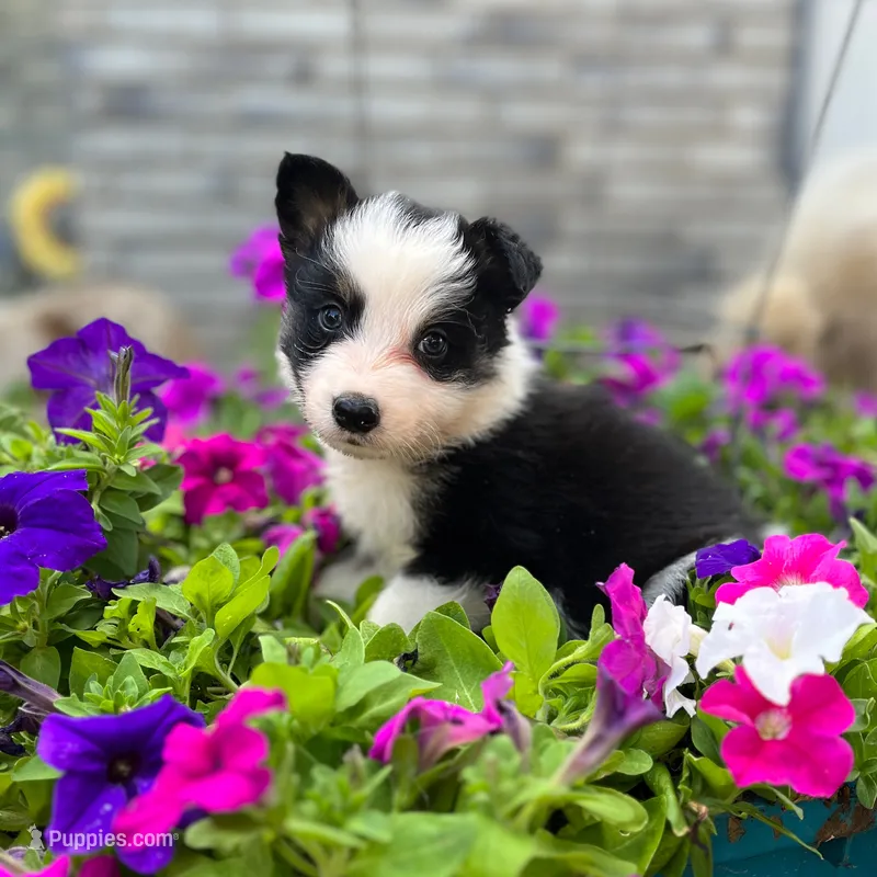 Avery – Border Collie puppy for sale in Bristow, OK