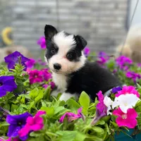 Avery, a male Border Collie for sale in Bristow, OK – 1 of 1