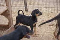 Doberdane Blk/Rst F, a female Doberman Pinscher and Great Dane for sale in Maricopa, AZ – 4 of 10