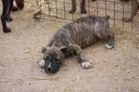 Midnight Brindle M, a male American Mastiff for sale in Maricopa, AZ – 10 of 10