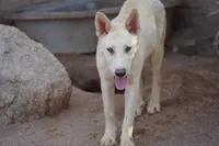 Tiscar Farm Dog (Alex), a male Akita and McNab Shepherd for sale in Maricopa, AZ – 6 of 10