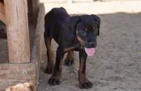 Rott (Amiri), a female Rottweiler for sale in Maricopa, AZ – 2 of 6
