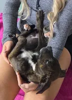 Midnight Brindle F, a female American Mastiff for sale in Maricopa, AZ – 8 of 10