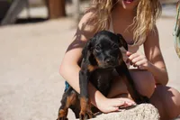Rott (GenM1), a male Rottweiler for sale in Maricopa, AZ – 6 of 7