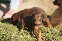 processed/62ef5f7d-774d-459e-8c5f-d063c1a1778f/listing/046ba7f5-7248-46b9-a528-0c38612802c1/d75daa91-4c46-4aa8-bd4f-86e9db57d6ce