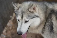Bansky (SliverBrindle), a male Siberian Husky and American Mastiff for sale in Maricopa, AZ – 6 of 10