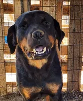 Lucy, a female Rottweiler for sale in Maricopa, AZ – 9 of 10