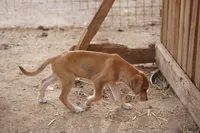 Doberdane Champagne F, a female Doberman Pinscher and Great Dane for sale in Maricopa, AZ – 8 of 10
