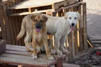 Toes M Lorek, a male Akita and McNab Shepherd for sale in Maricopa, AZ – 9 of 10