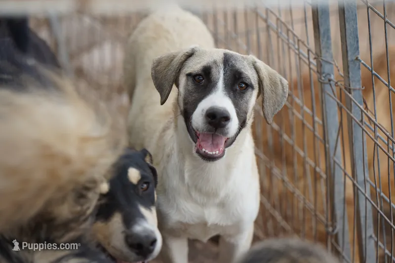 Bansky (B1) – Siberian Husky, American Mastiff puppy for sale in Maricopa, AZ