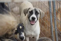 Bansky (B1), a female Siberian Husky and American Mastiff for sale in Maricopa, AZ – 1 of 10