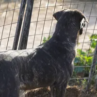 Tiger Tiscar Farm Dog, a female Akita and Dutch Shepherd for sale in Maricopa, AZ – Photo 3 of 10
