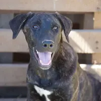 Tiger Tiscar Farm Dog, a female Akita and Dutch Shepherd for sale in Maricopa, AZ – Photo 5 of 10