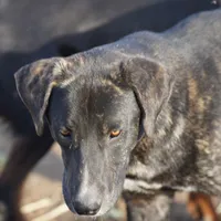 Tiger Tiscar Farm Dog, a female Akita and Dutch Shepherd for sale in Maricopa, AZ – Photo 4 of 10