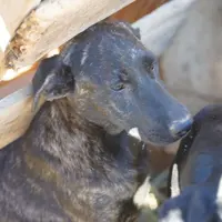 Tiger Tiscar Farm Dog, a female Akita and Dutch Shepherd for sale in Maricopa, AZ – Photo 7 of 10