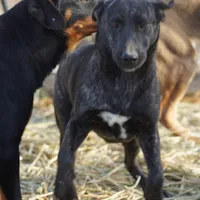 Tiger Tiscar Farm Dog, a female Akita and Dutch Shepherd for sale in Maricopa, AZ – Photo 1 of 10