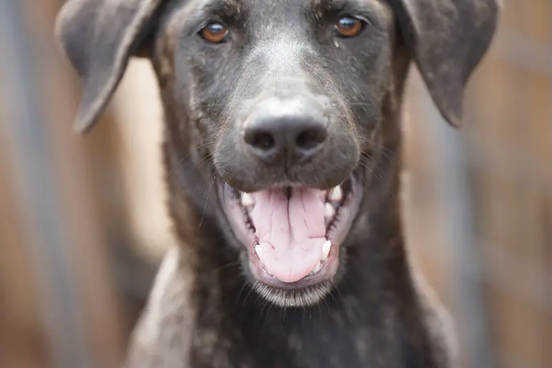 Tiger Tiscar Farm Dog – Akita, Dutch Shepherd puppy for sale in Maricopa, AZ