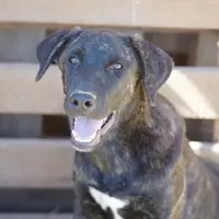 Tiger Tiscar Farm Dog, a female Akita and Dutch Shepherd for sale in Maricopa, AZ – Photo 9 of 10