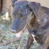 Tiger Tiscar Farm Dog, a female Akita and Dutch Shepherd for sale in Maricopa, AZ – Photo 8 of 10