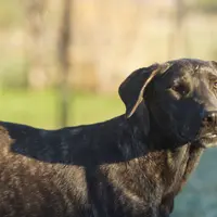 Tiger Tiscar Farm Dog, a female Akita and Dutch Shepherd for sale in Maricopa, AZ – Photo 10 of 10