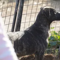 Tiger Tiscar Farm Dog, a female Akita and Dutch Shepherd for sale in Maricopa, AZ – Photo 2 of 10