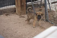 McNabsky M sable, a male Siberian Husky and McNab Shepherd for sale in Maricopa, AZ – 5 of 10