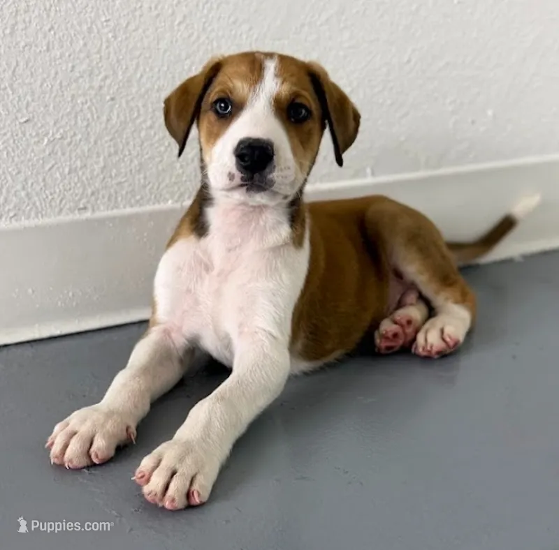 Doberdane Tan/Wht M – Doberman Pinscher, Great Dane puppy for sale in Maricopa, AZ