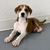 Doberdane Tan/Wht M, a male Doberman Pinscher and Great Dane for sale in Maricopa, AZ – 2 of 10
