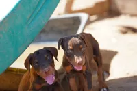Dobie Red M, a male Doberman Pinscher for sale in Maricopa, AZ – 3 of 4