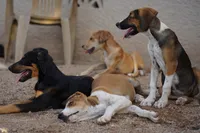 Doberdane Champagne F, a female Doberman Pinscher and Great Dane for sale in Maricopa, AZ – 3 of 10