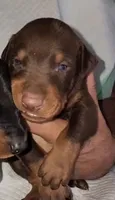 Akira Red M, a male Doberman Pinscher for sale in Maricopa, AZ – 3 of 5