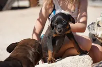 Rott (GenM1), a male Rottweiler for sale in Maricopa, AZ – 7 of 7