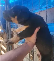 Doberdane Blk/Rst F, a female Doberman Pinscher and Great Dane for sale in Maricopa, AZ – 2 of 3