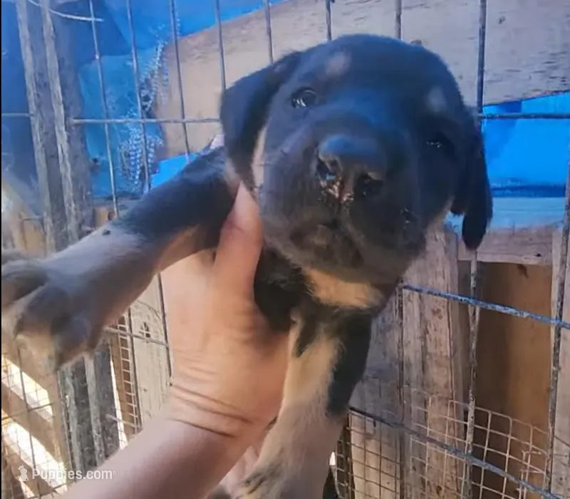Doberdane Blk/Rst F – Doberman Pinscher, Great Dane puppy for sale in Maricopa, AZ