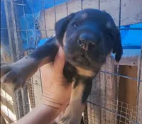 Doberdane Blk/Rst F, a female Doberman Pinscher and Great Dane for sale in Maricopa, AZ – 1 of 3