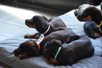 Purple Collar, a female Rottweiler for sale in Maricopa, AZ – 7 of 10